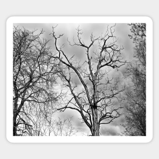 tree, autumn black and white design - Old tree Sticker